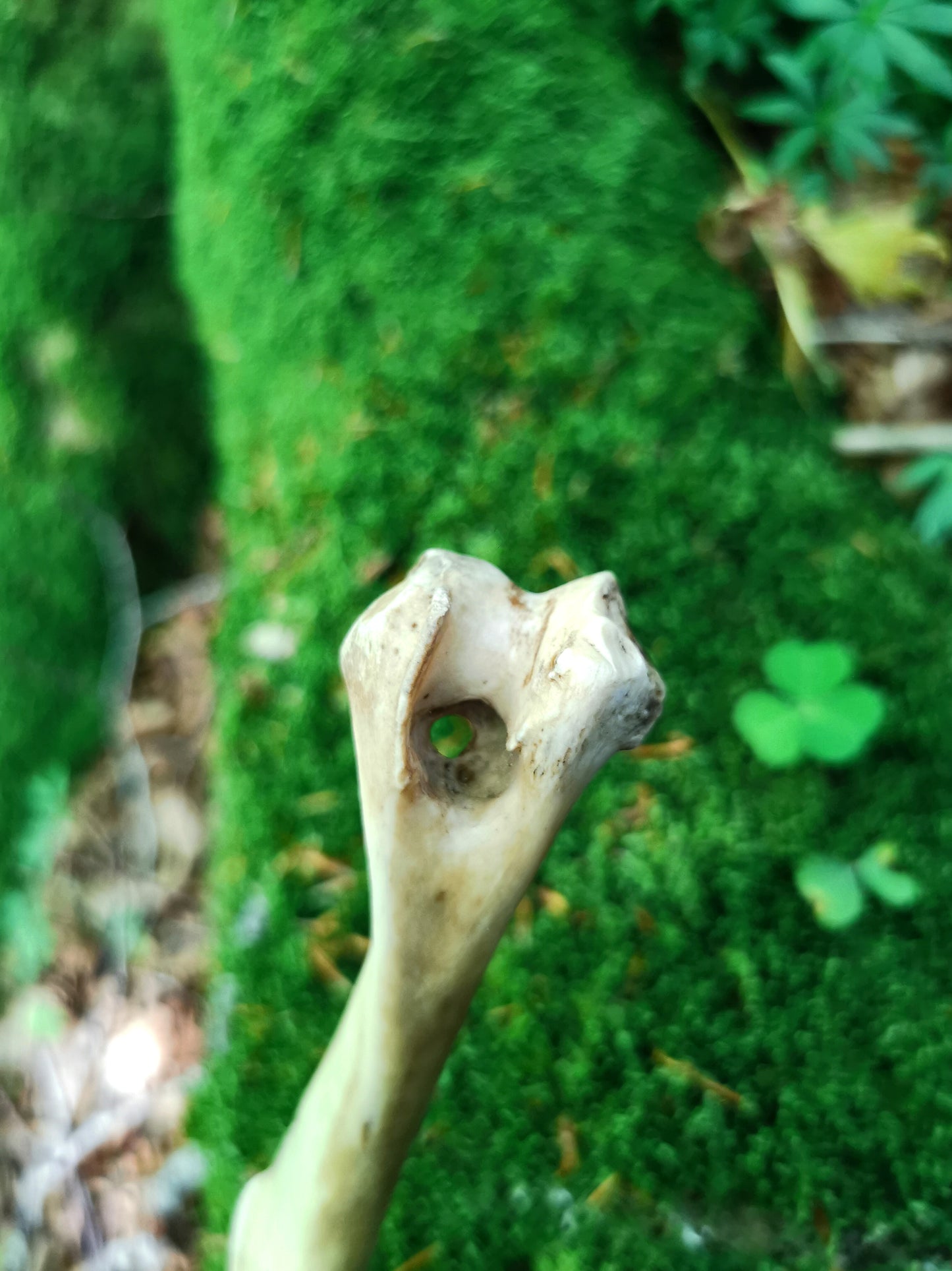 Wand - Madadh-Allaidh